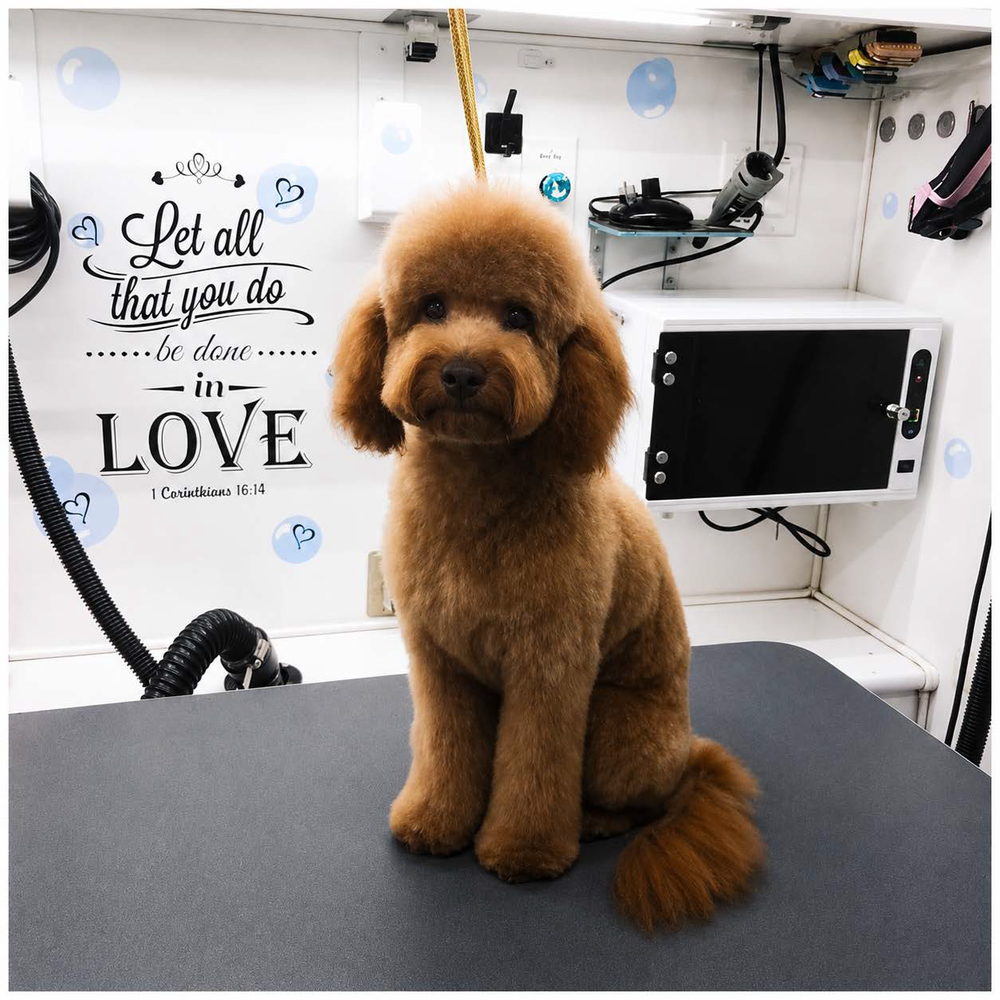 Tool Klean UV Oven Pro wall-mounted inside a mobile dog grooming van